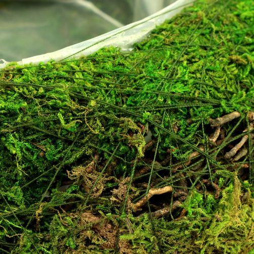 Floristik24 Sodinamosios dubuo samanos su vynmedžiu Ø 25cm