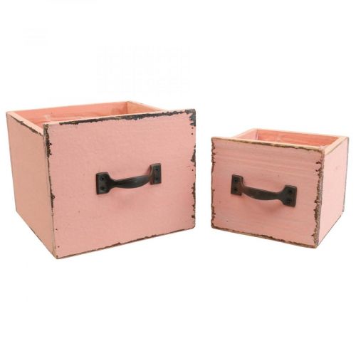 Floristik24 Augalų stalčius augalų dėžutės medis Persikas 12,5/16cm rinkinys po 2