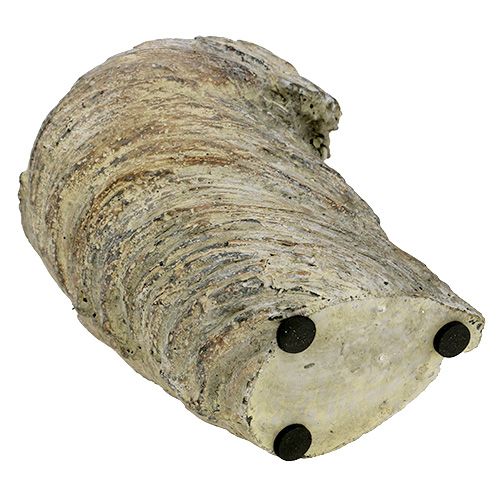 Floristik24 Sodinti vazoną medžio kamienas Ø11,5cm H14cm 2vnt