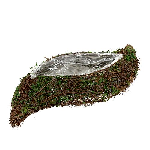 Floristik24 Augalinis banginis vynmedis, samanos 45cm x 18cm H7cm