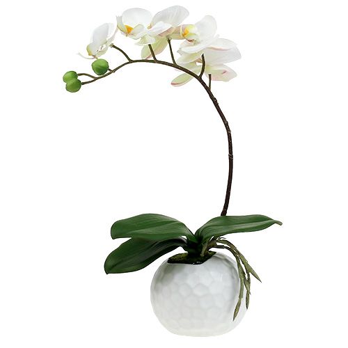 Floristik24 Phalaenopsis kremas keraminiame puode 33cm