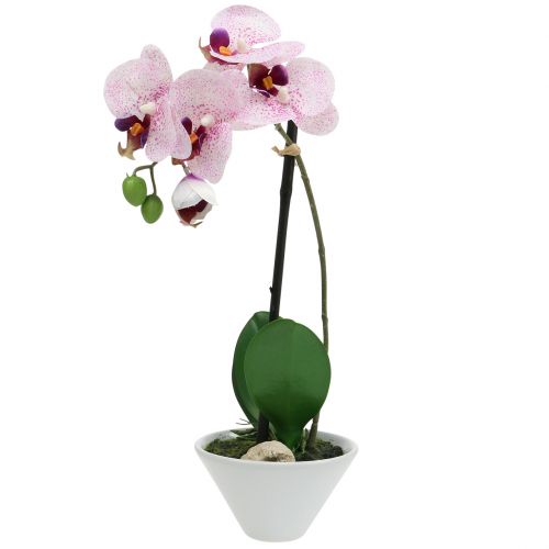 Floristik24 Dirbtinis Phalaenopsis purpuriškai baltas dubenėlyje H38cm