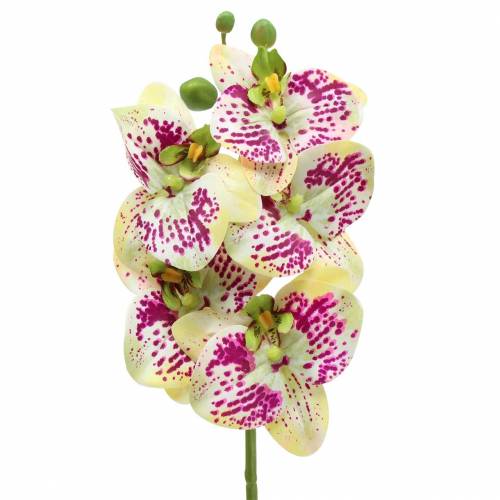 Floristik24 Dirbtinė orchidėjos šakelė Phaelaenopsis Green Pink H49cm