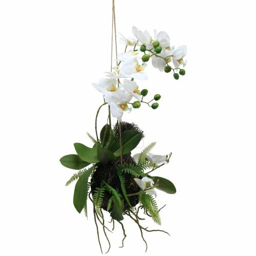 Floristik24 Orchidėja su paparčio ir samanų kamuoliukais Dirbtinis baltas kabantis 64cm