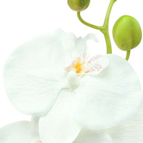 daiktų Orchidėja Phalaenopsis dirbtinė balta 80cm