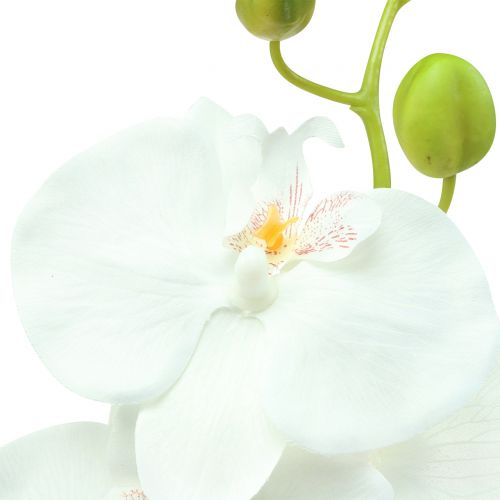 Floristik24 Orchidėja Phalaenopsis dirbtinė balta 80cm