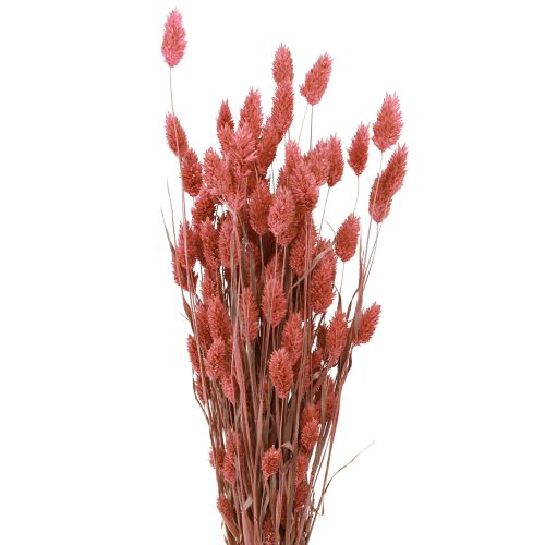 Floristik24 Phalaris blizgančios žolės džiovinti žiedai rožiniai 64cm 70g × 2vnt