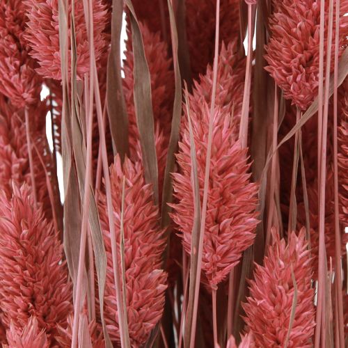 Floristik24 Phalaris blizgančios žolės džiovinti žiedai rožiniai 64cm 70g × 2vnt