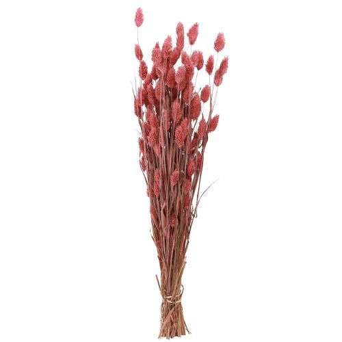 Floristik24 Phalaris blizgančios žolės džiovinti žiedai rožiniai 64cm 70g × 2vnt