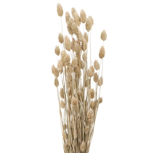 Floristik24 Phalaris kanarėlės džiovinti žiedai balti L64cm 75gx2vnt