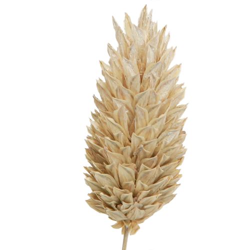 Floristik24 Phalaris kanarėlės džiovinti žiedai balti L64cm 75gx2vnt