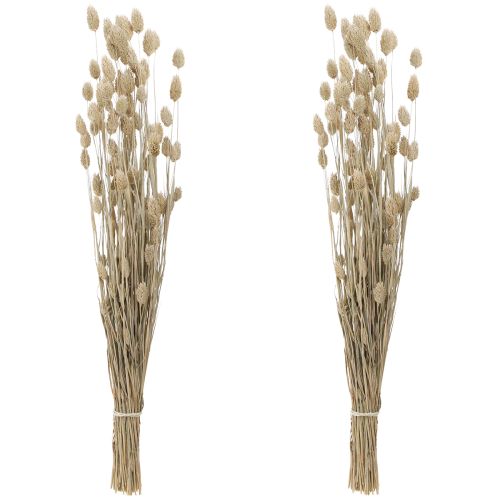 Floristik24 Phalaris kanarėlės džiovinti žiedai balti L64cm 75gx2vnt