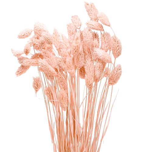 Floristik24 Phalaris rožinė blizganti žolė džiovinta sausa dekoracija 65cm 60g