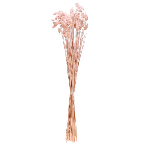 daiktų Phalaris rožinė blizganti žolė džiovinta sausa dekoracija 65cm 60g