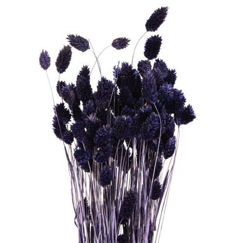 daiktų Phalaris Violetinė Džiovinta Žolė Blizga žolė 50-55cm 100g