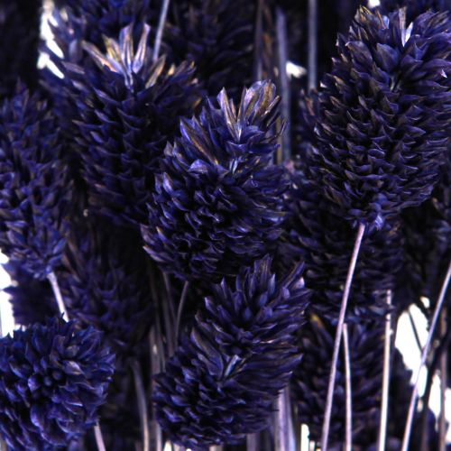 daiktų Phalaris Violetinė Džiovinta Žolė Blizga žolė 50-55cm 100g