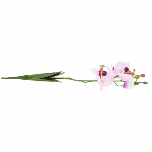 daiktų Dirbtinė orchidėja Phaleanopsis Balta, Violetinė 43cm