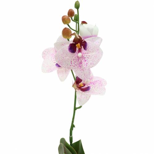 daiktų Dirbtinė orchidėja Phaleanopsis Balta, Violetinė 43cm