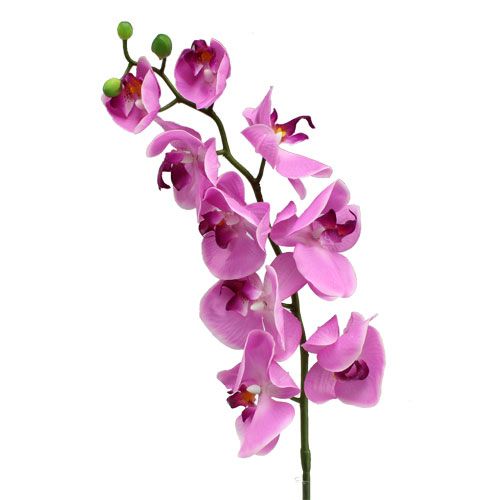 Floristik24 Orchidėja Phalaenopsis Rožinė 77cm