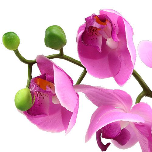 Floristik24 Orchidėja Phalaenopsis Rožinė 77cm