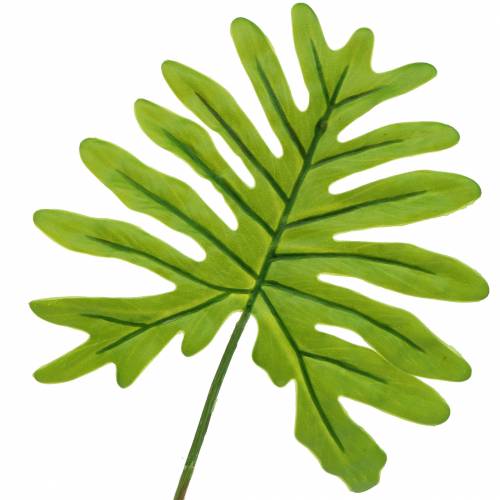 Filodendro lapas žalias 40cm