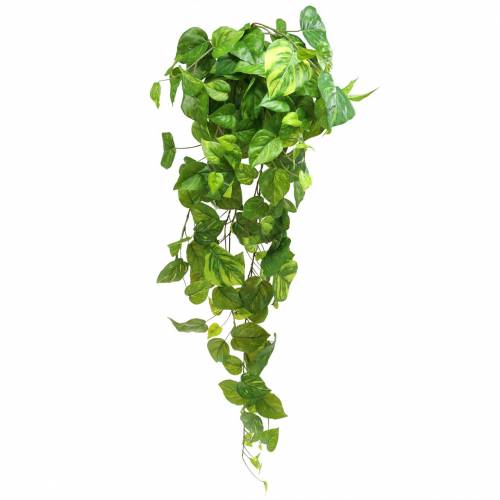 Filodendro kabykla 80cm