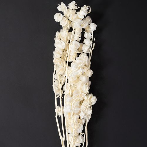 Floristik24 Džiovintos balintos žibintų formos fizalis (Nicandra) 75-80cm 100g