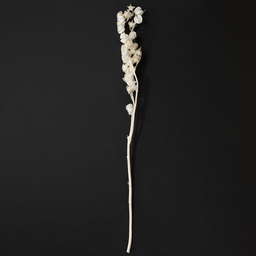 daiktų Džiovintos balintos žibintų formos fizalis (Nicandra) 75-80cm 100g