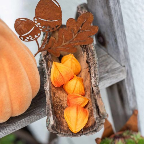 Floristik24 Physalis Orange Asorted 22 vnt dekoratyvinės dirbtinės taurelės