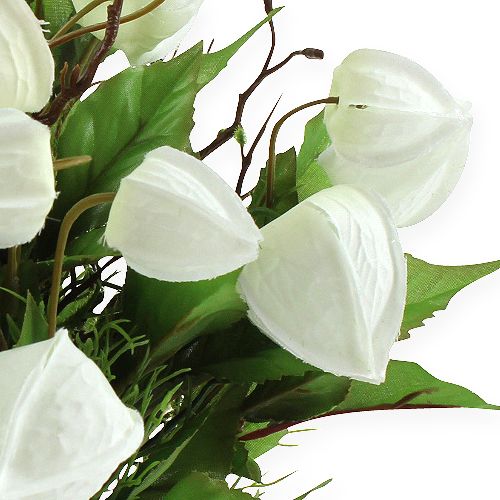 Floristik24 Physalis krūmas baltas 30cm