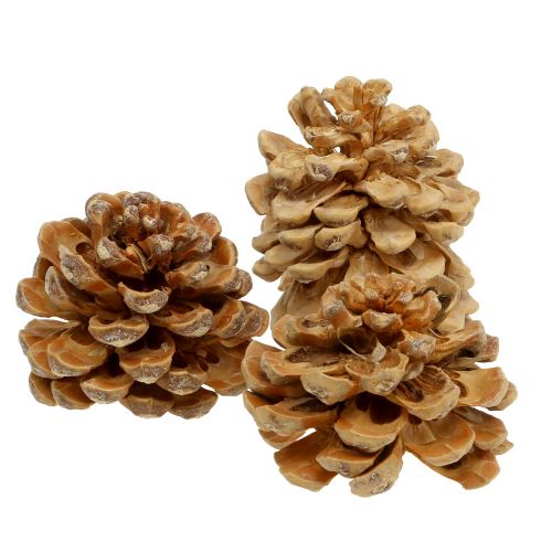 Floristik24 Kankorėžiai Pinus Kankorėžių kremas sumaišytas 5-18cm 25 vnt