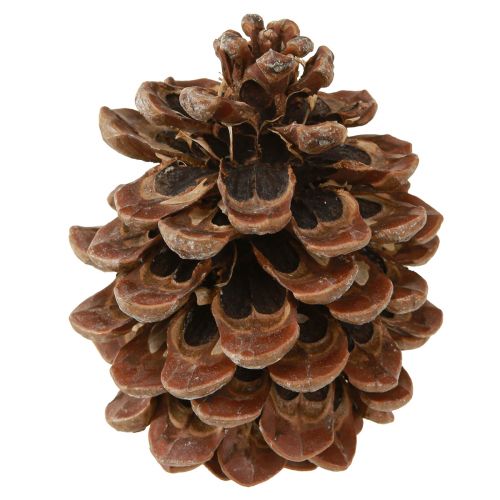daiktų Pinus Pinea Real Cones Large Natural Pušis H10-12cm 50 vnt
