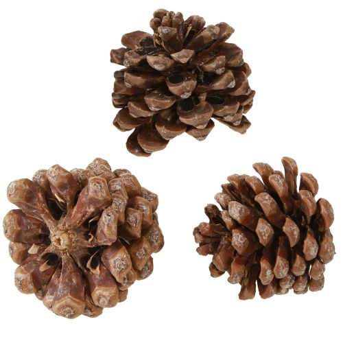 daiktų Pinus Pinea Medium Kankorėžiai Natūralūs 8-10cm 50 vnt