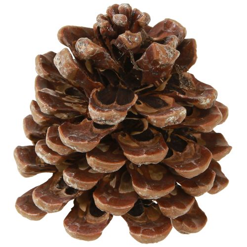 daiktų Pinus Pinea Medium Kankorėžiai Natūralūs 8-10cm 50 vnt