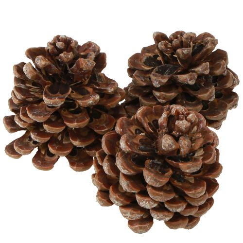 daiktų Pinus Pinea Medium Kankorėžiai Natūralūs 8-10cm 50 vnt