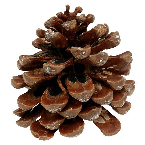 daiktų Pinus Pinea medium 10/14cm natural 50p