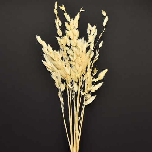 Plokščialapė žolė Chasmantium Champagne 70cm 10 vnt.