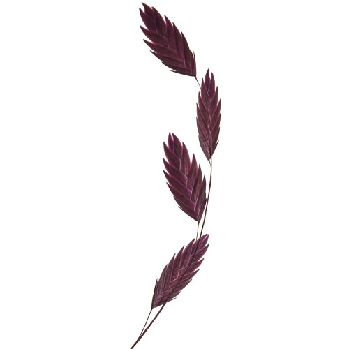 daiktų Plokščiaaušė sausžolė Chasmantium violetinė 70cm 10 vnt.
