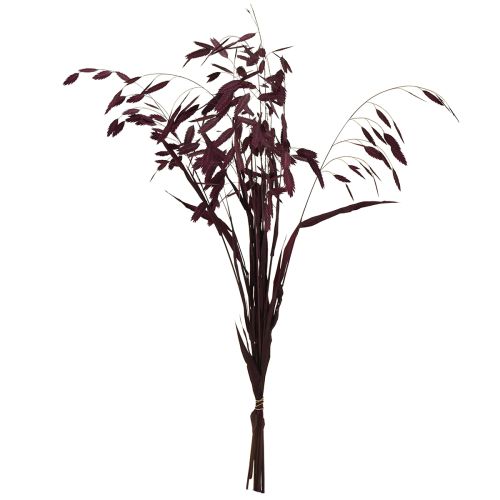 daiktų Plokščiaaušė sausžolė Chasmantium violetinė 70cm 10 vnt.