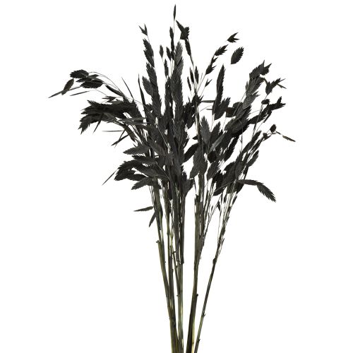 Plokščiaašė sausoji žolė Chasmantium Black 70cm 10 vnt.