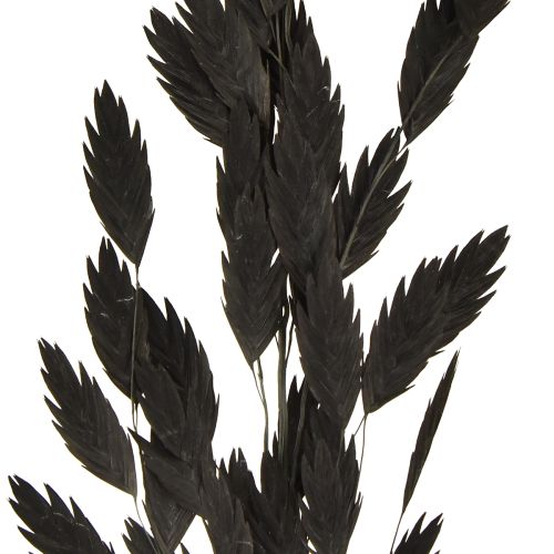 daiktų Plokščiaašė sausoji žolė Chasmantium Black 70cm 10 vnt.