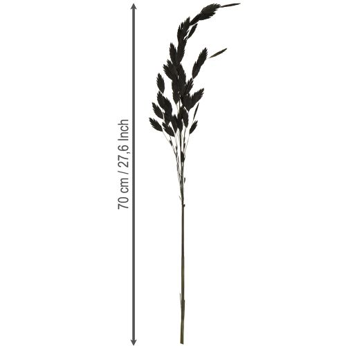 daiktų Plokščiaašė sausoji žolė Chasmantium Black 70cm 10 vnt.
