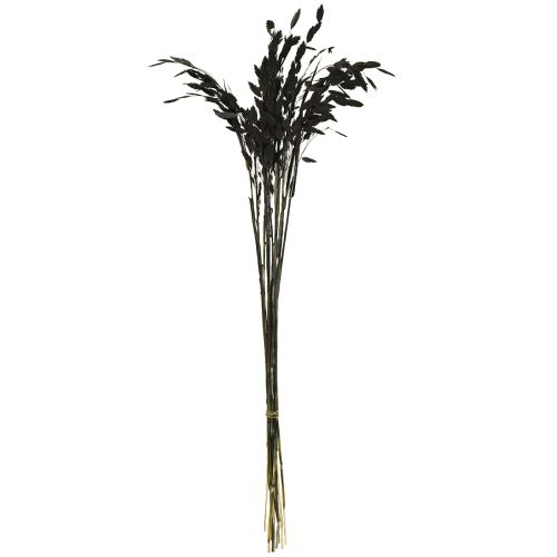 daiktų Plokščiaašė sausoji žolė Chasmantium Black 70cm 10 vnt.