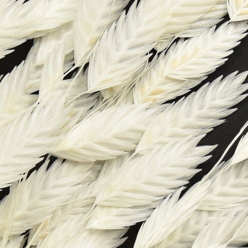 daiktų Plokščiaašė sausoji žolė Chasmantium White 70cm 10 vnt.