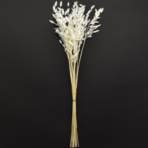 daiktų Plokščiaašė sausoji žolė Chasmantium White 70cm 10 vnt.