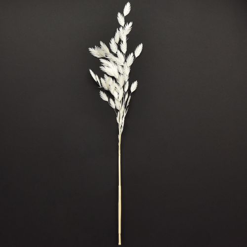 daiktų Plokščiaašė sausoji žolė Chasmantium White 70cm 10 vnt.