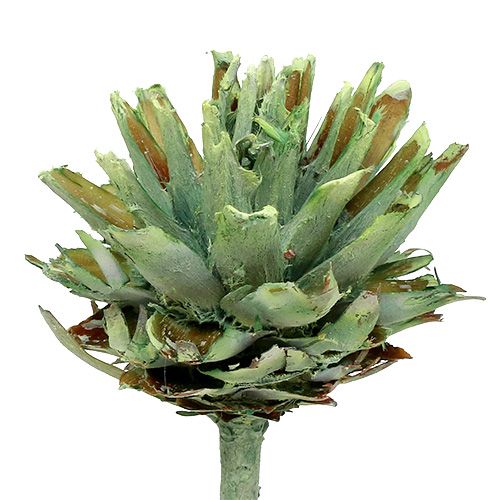 Plumosum 1 Green matinis 25vnt