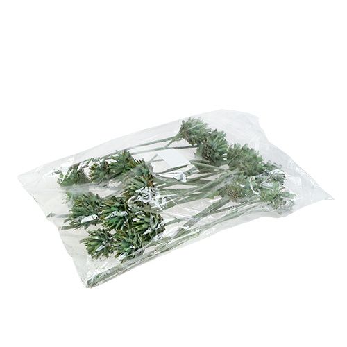 daiktų Plumosum 1 Green Frosted 25 vnt