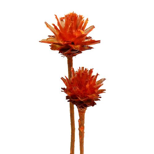 Floristik24 Plumosum 1 Oranžinė 25 vnt