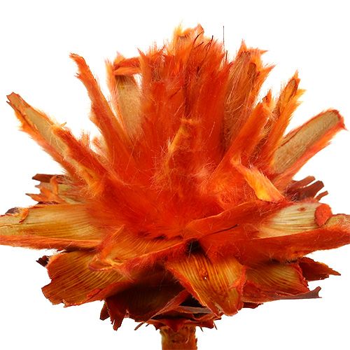 daiktų Plumosum 1 Oranžinė 25 vnt